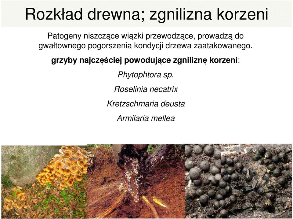 zaatakowanego.