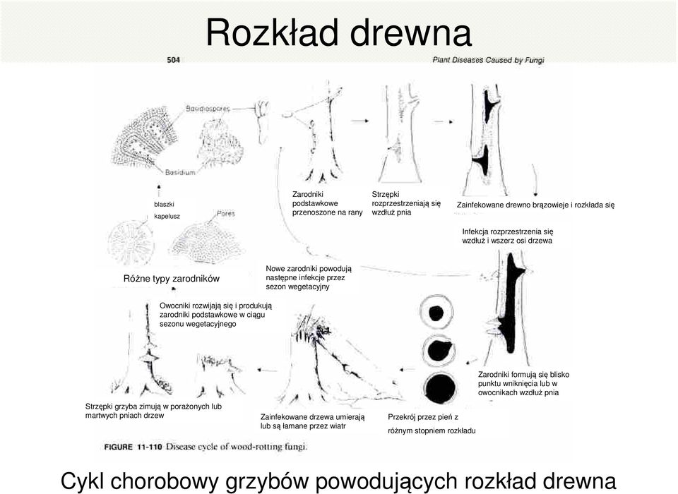 produkują zarodniki podstawkowe w ciągu sezonu wegetacyjnego Strzępki grzyba zimują w porażonych lub martwych pniach drzew Zainfekowane drzewa umierają lub są łamane przez