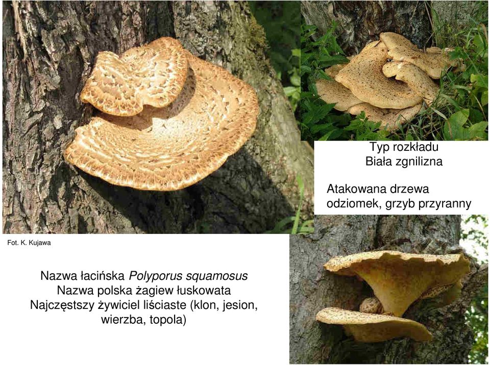 Kujawa Nazwa łacińska Polyporus squamosus Nazwa