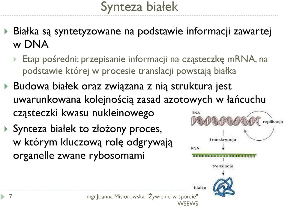 struktura jest uwarunkowana kolejnością zasad azotowych w łańcuchu cząsteczki kwasu nukleinowego Synteza białek to