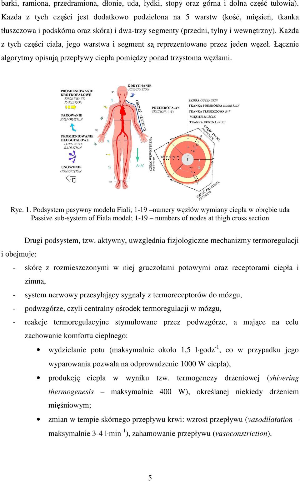 KaŜda z tych części ciała, jego warstwa i segment są reprezentowane przez jeden węzeł. Łącznie algorytmy opisują przepływy ciepła pomiędzy ponad trzystoma węzłami. Ryc. 1.