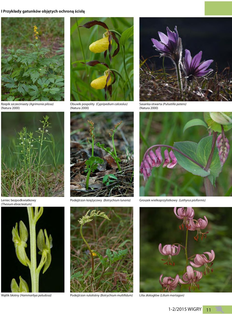 (Thesium ebracteatum) Podejźrzon księżycowy (Botrychium lunaria) Groszek wielkoprzylistkowy (Lathyrus pisiformis)