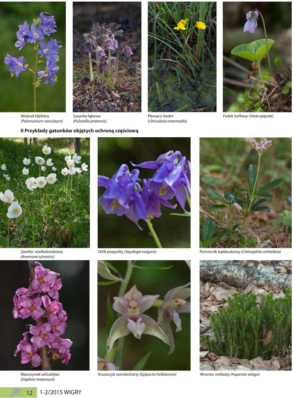 (Anemone sylvestris) Orlik pospolity (Aquilegia vulgaris) Pomocnik baldaszkowy (Chimaphila umbellata) Wawrzynek