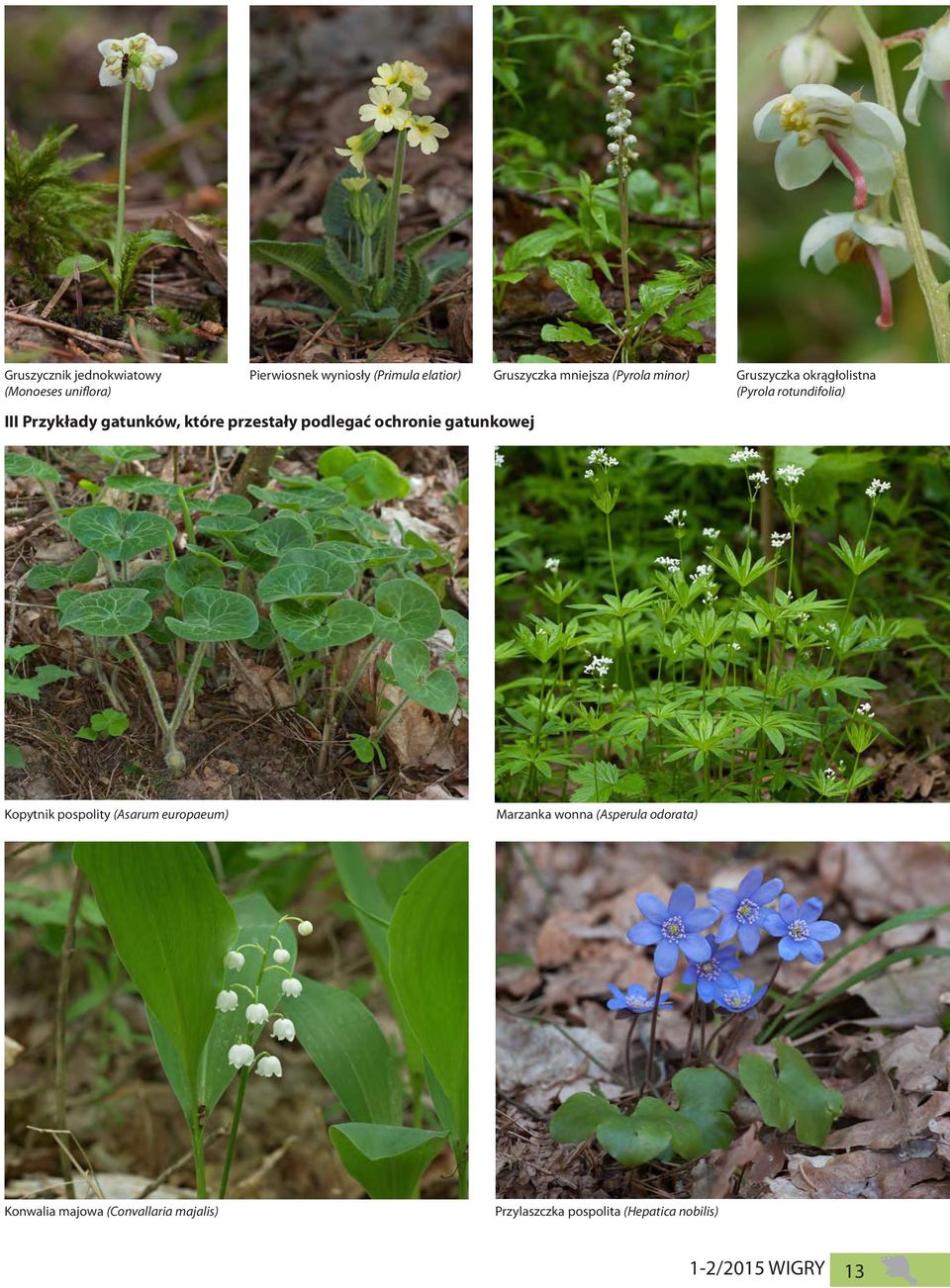 okrągłolistna (Pyrola rotundifolia) Kopytnik pospolity (Asarum europaeum) Marzanka wonna (Asperula