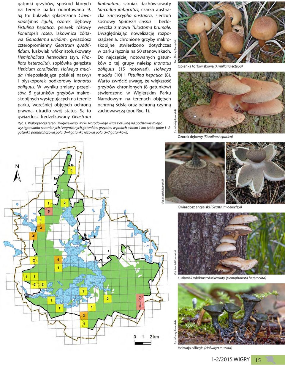 quadrifidum, łuskwiak włóknistołuskowaty Hemipholiota heteroclita (syn.