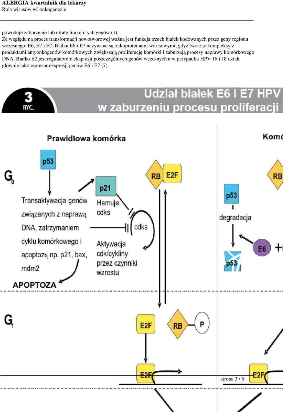 Białka E6 i E7 nazywane są onkoproteinami wirusowymi, gdyż tworząc kompleksy z produktami antyonkogenów komórkowych zwiększają