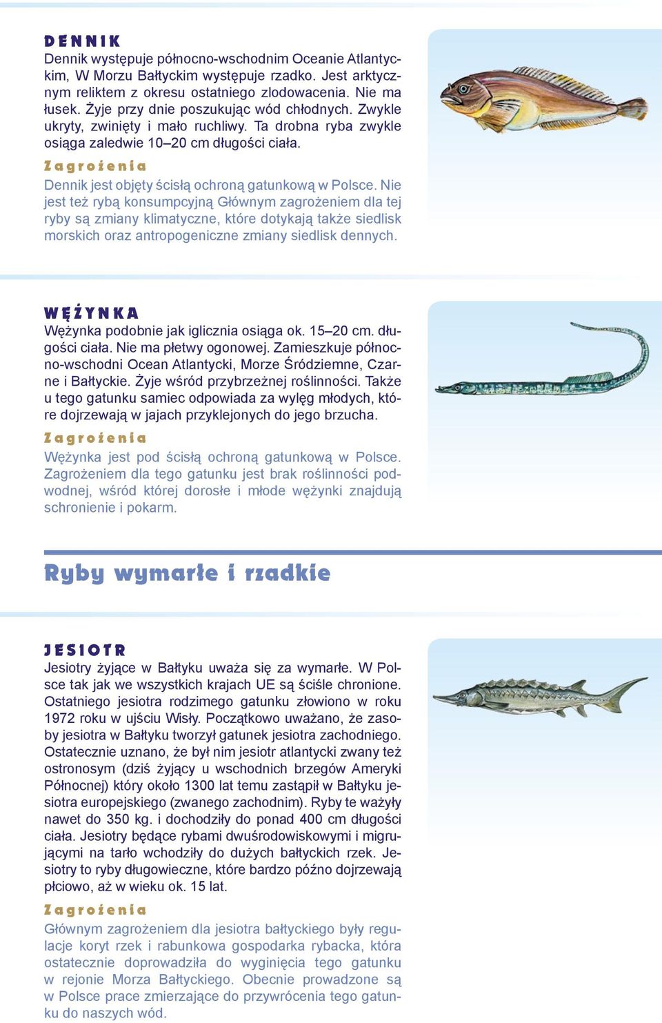 Nie jest też rybą konsumpcyjną Głównym zagrożeniem dla tej ryby są zmiany klimatyczne, które dotykają także siedlisk morskich oraz antropogeniczne zmiany siedlisk dennych.