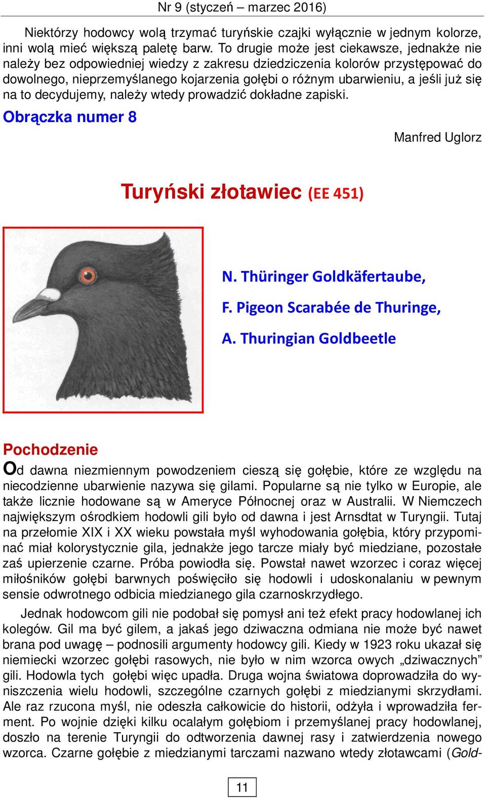 juŝ się na to decydujemy, naleŝy wtedy prowadzić dokładne zapiski. Obrączka numer 8 Manfred Uglorz Turyński złotawiec (EE 451) N. Thüringer Goldkäfertaube, F. Pigeon Scarabée de Thuringe, A.