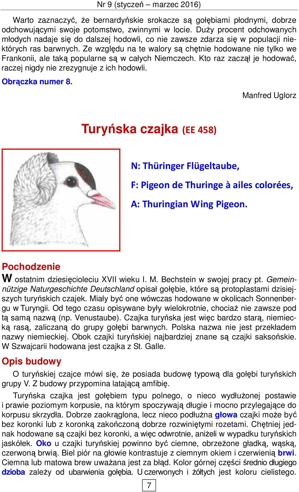 Ze względu na te walory są chętnie hodowane nie tylko we Frankonii, ale taką popularne są w całych Niemczech. Kto raz zaczął je hodować, raczej nigdy nie zrezygnuje z ich hodowli. Obrączka numer 8.