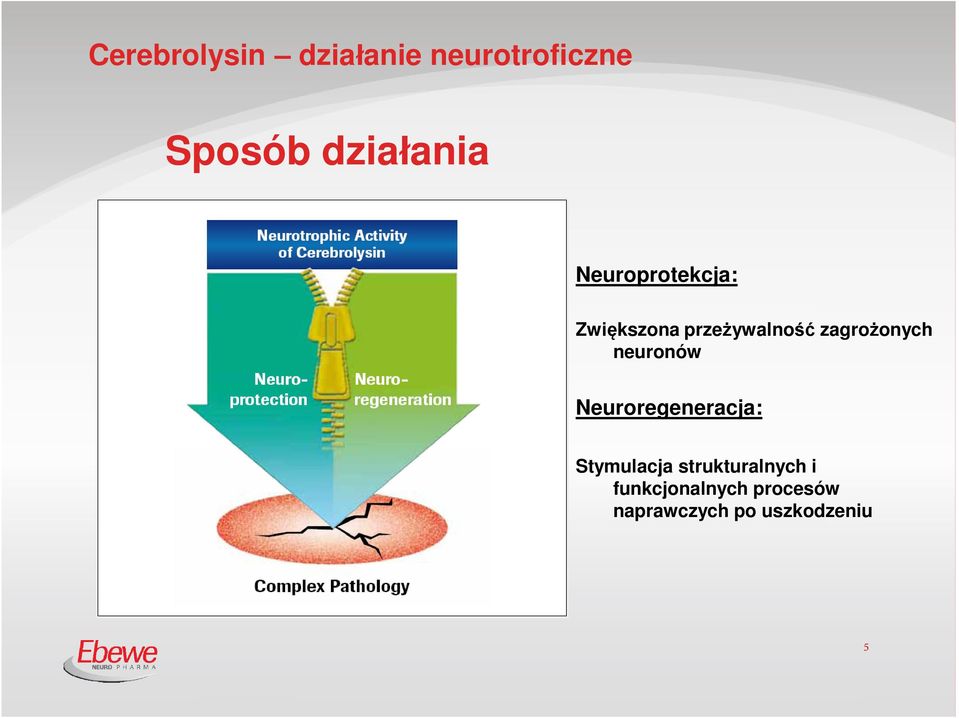 zagrożonych neuronów Neuroregeneracja: Stymulacja