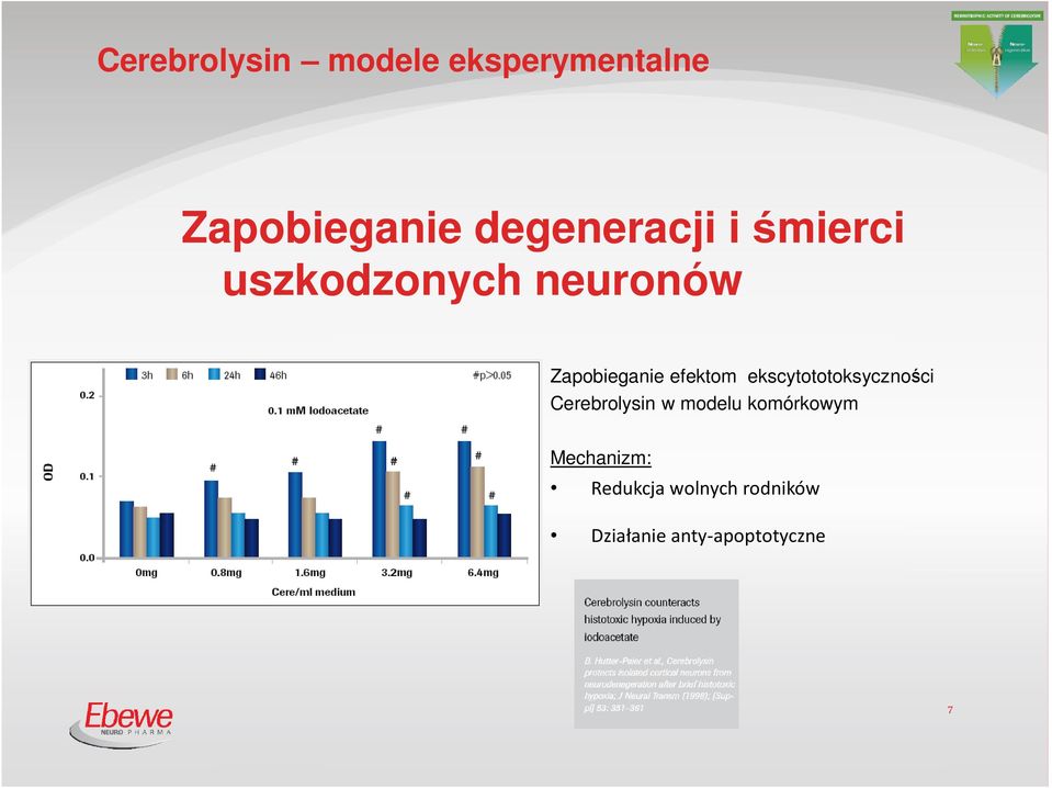 efektom ekscytototoksyczności Cerebrolysin w modelu