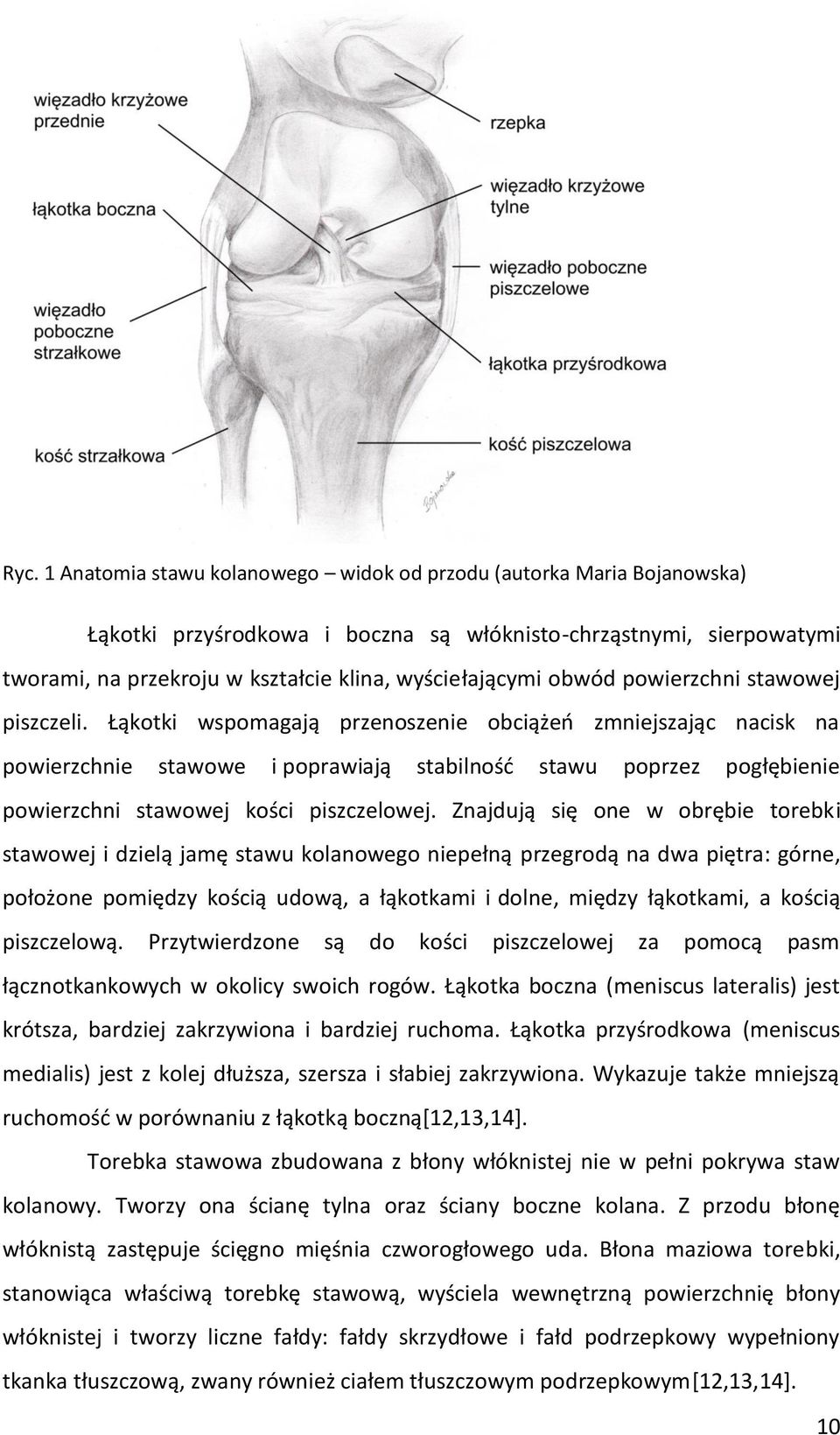 Łąkotki wspomagają przenoszenie obciążeń zmniejszając nacisk na powierzchnie stawowe i poprawiają stabilność stawu poprzez pogłębienie powierzchni stawowej kości piszczelowej.