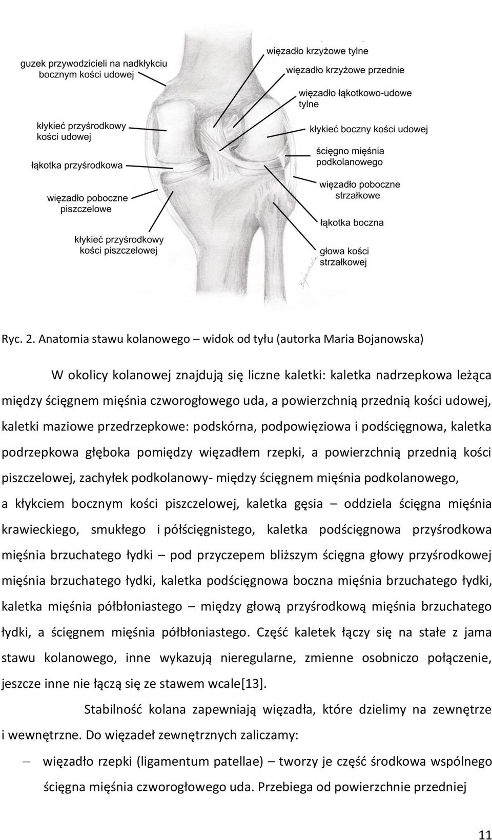 powierzchnią przednią kości udowej, kaletki maziowe przedrzepkowe: podskórna, podpowięziowa i podścięgnowa, kaletka podrzepkowa głęboka pomiędzy więzadłem rzepki, a powierzchnią przednią kości