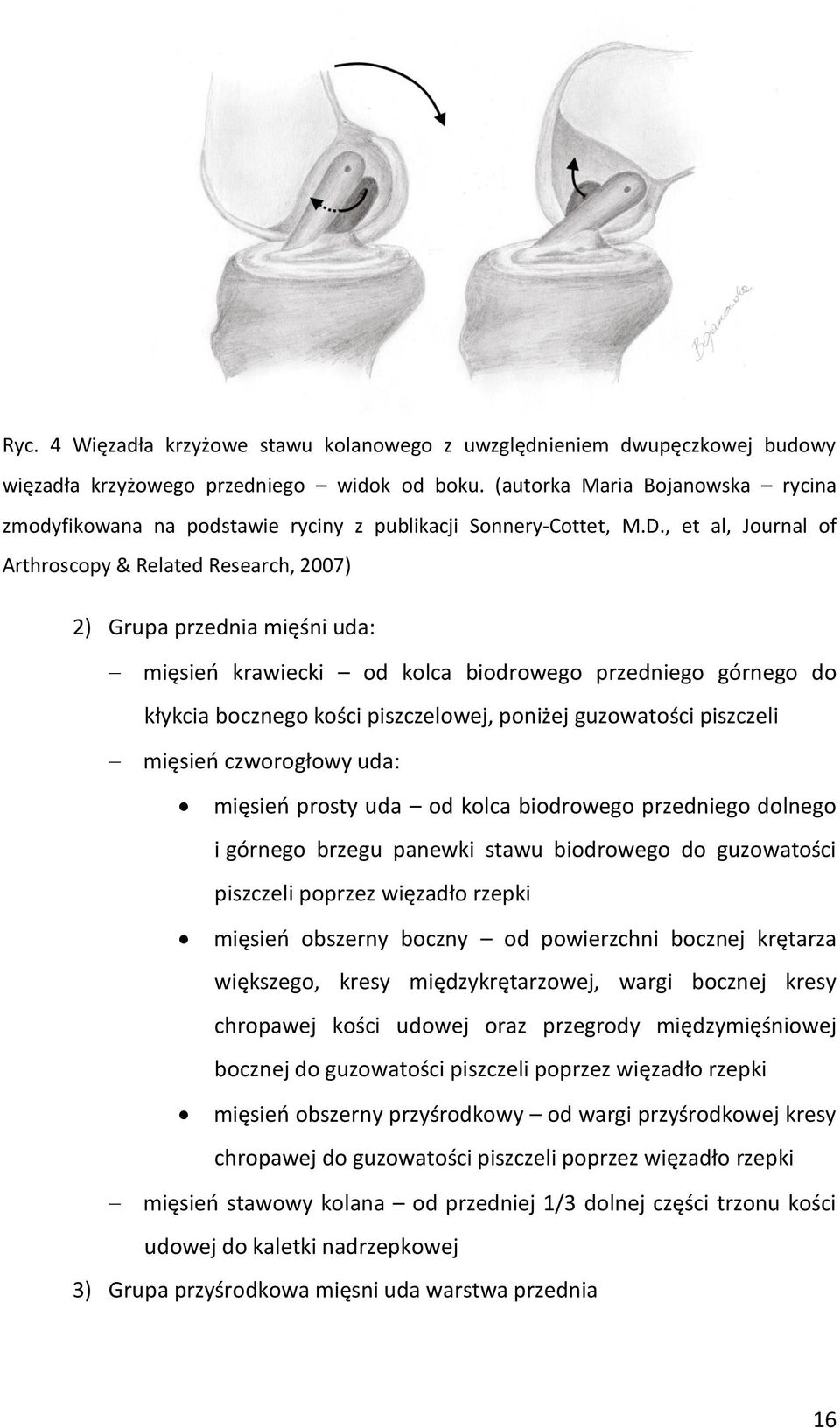 , et al, Journal of Arthroscopy & Related Research, 2007) 2) Grupa przednia mięśni uda: mięsień krawiecki od kolca biodrowego przedniego górnego do kłykcia bocznego kości piszczelowej, poniżej