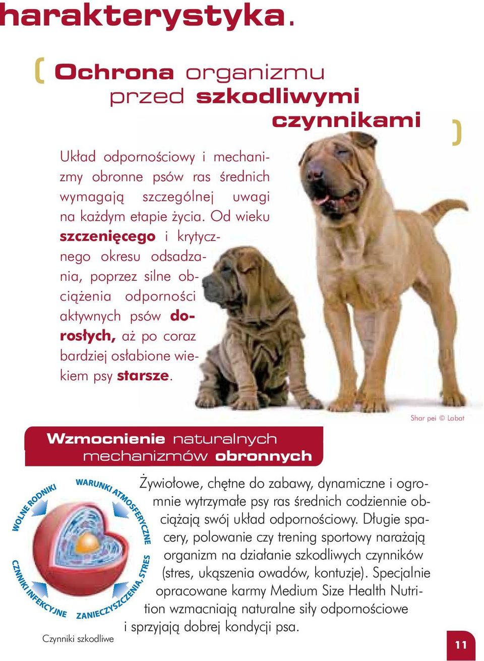 ) Wzmocnienie naturalnych mechanizmów obronnych Czynniki szkodliwe ywio owe, ch tne do zabawy, dynamiczne i ogromnie wytrzyma e psy ras Êrednich codziennie obcià ajà swój uk ad odpornoêciowy.