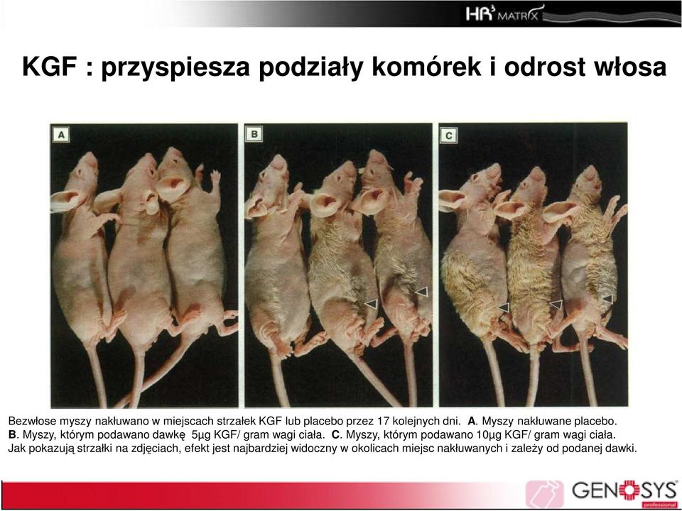 Myszy, którym podawano dawkę 5µg KGF/ gram wagi ciała. C.