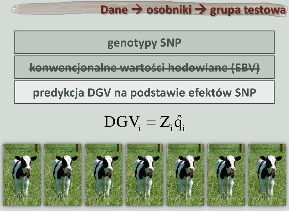 wartości hodowlane (EBV)