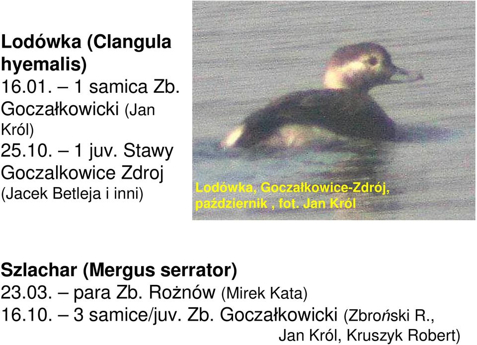 Stawy Goczalkowice Zdroj (Jacek Betleja i inni) Lodówka, Gocza kowice-zdrój, pa