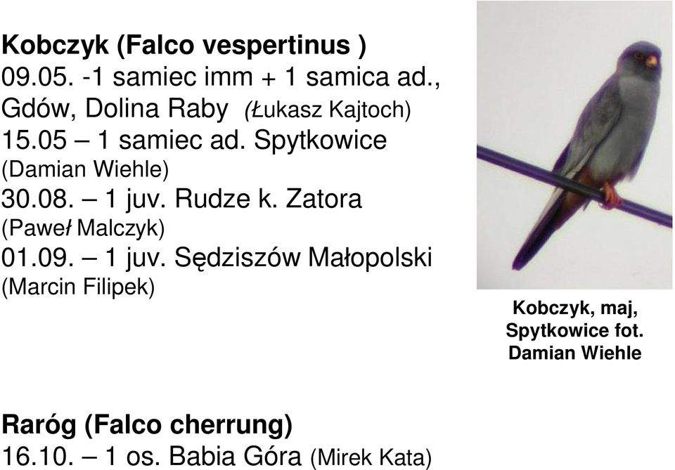 1 juv. Rudze k. Zatora (Pawe Malczyk) 01.09. 1 juv.