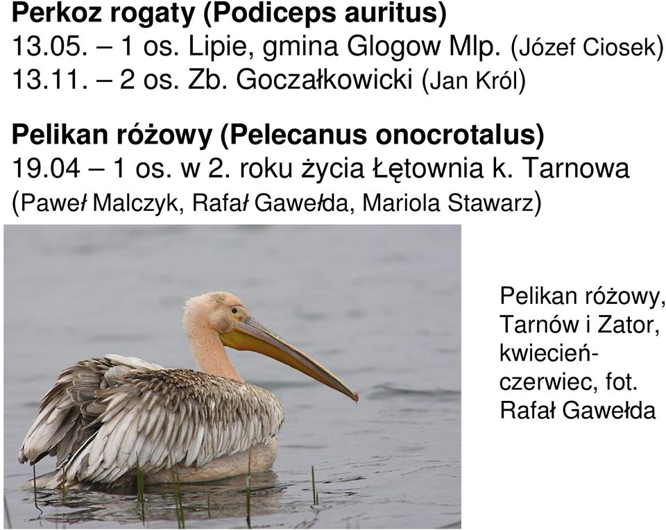 Gocza kowicki (Jan Król) Pelikan ró owy (Pelecanus onocrotalus) 19.04 1 os. w 2.