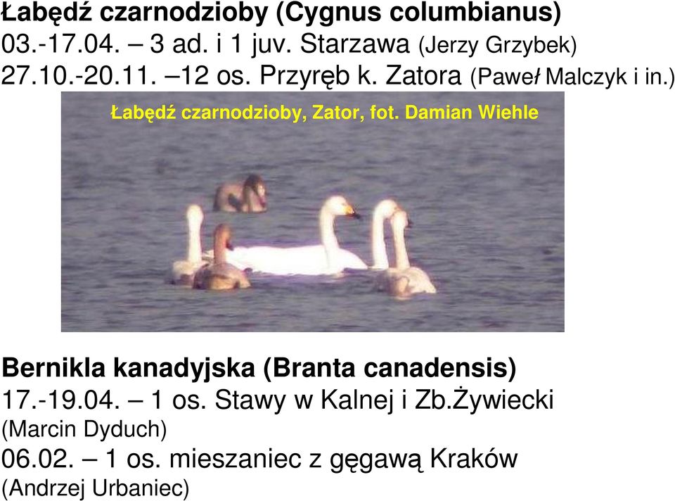 ) ab czarnodzioby, Zator, fot. Damian Wiehle Bernikla kanadyjska (Branta canadensis) 17.