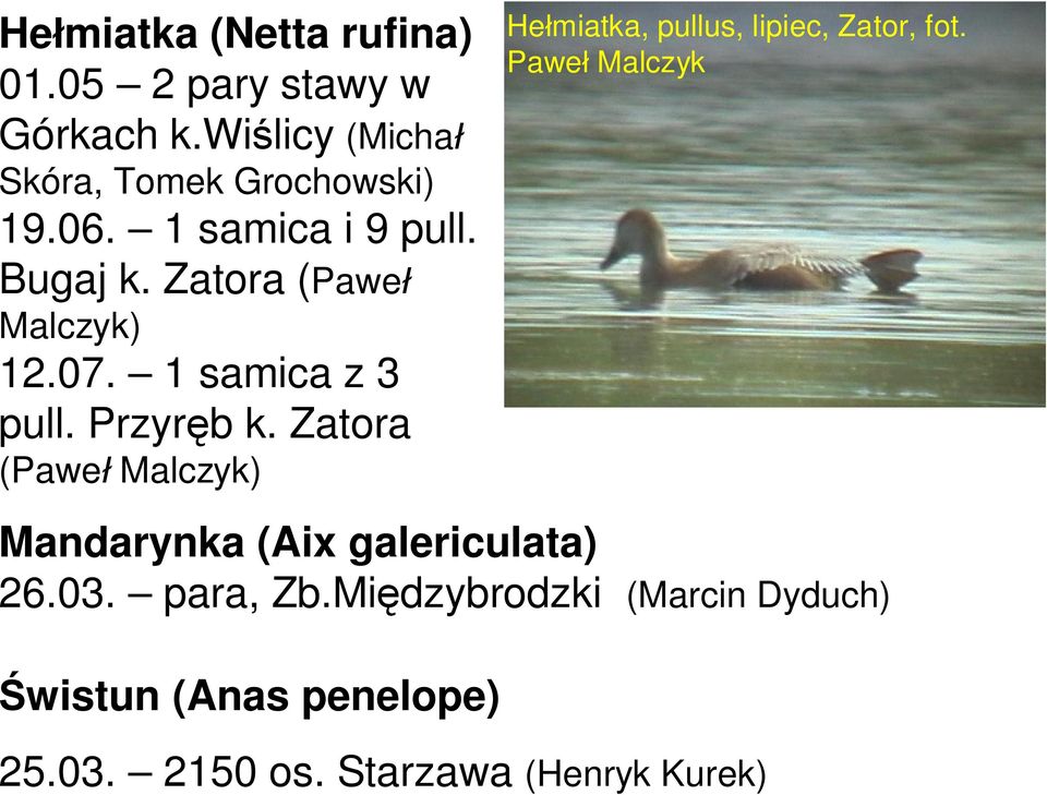 Zatora (Pawe Malczyk) He miatka, pullus, lipiec, Zator, fot.