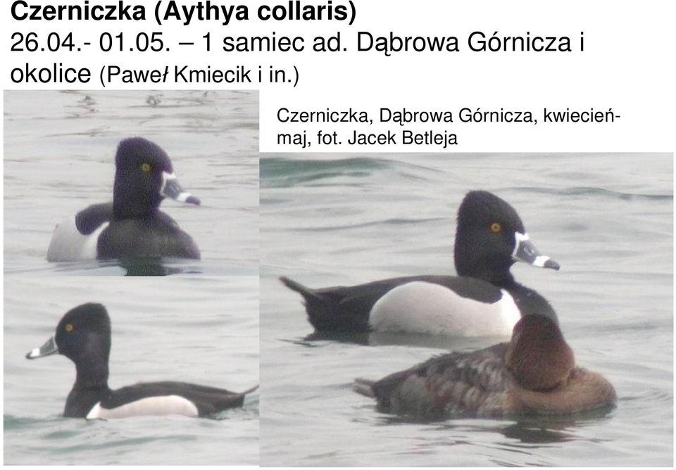 D browa Górnicza i okolice (Pawe Kmiecik