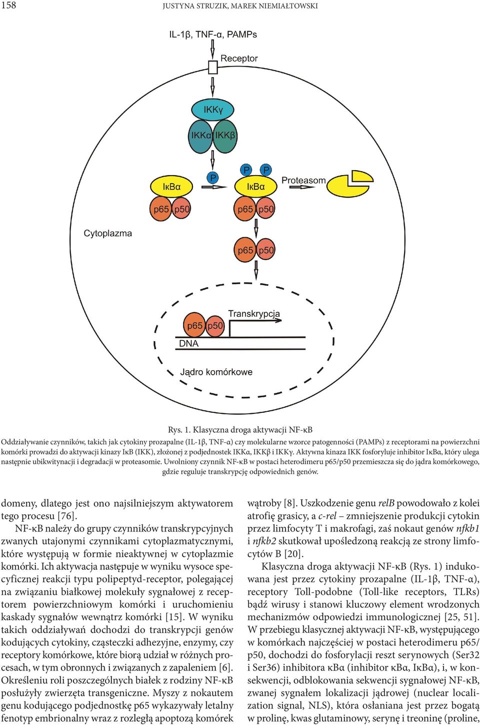 aktywacji kinazy IκB (IKK), złożonej z podjednostek IKKα, IKKβ i IKKγ. Aktywna kinaza IKK fosforyluje inhibitor IκBα, który ulega następnie ubikwitynacji i degradacji w proteasomie.