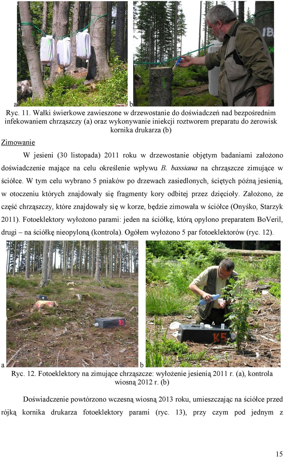 jesieni (30 listopada) 2011 roku w drzewostanie objętym badaniami założono doświadczenie mające na celu określenie wpływu B. bassiana na chrząszcze zimujące w ściółce.