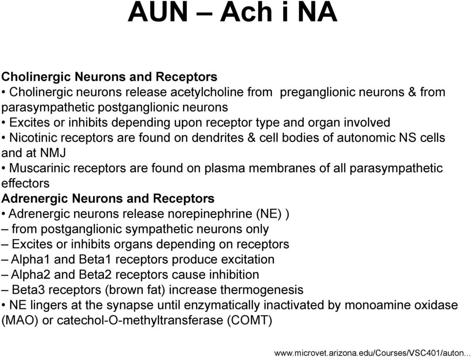 effectors Adrenergic Neurons and Receptors Adrenergic neurons release norepinephrine (NE) ) from postganglionic sympathetic neurons only Excites or inhibits organs depending on receptors Alpha1 and