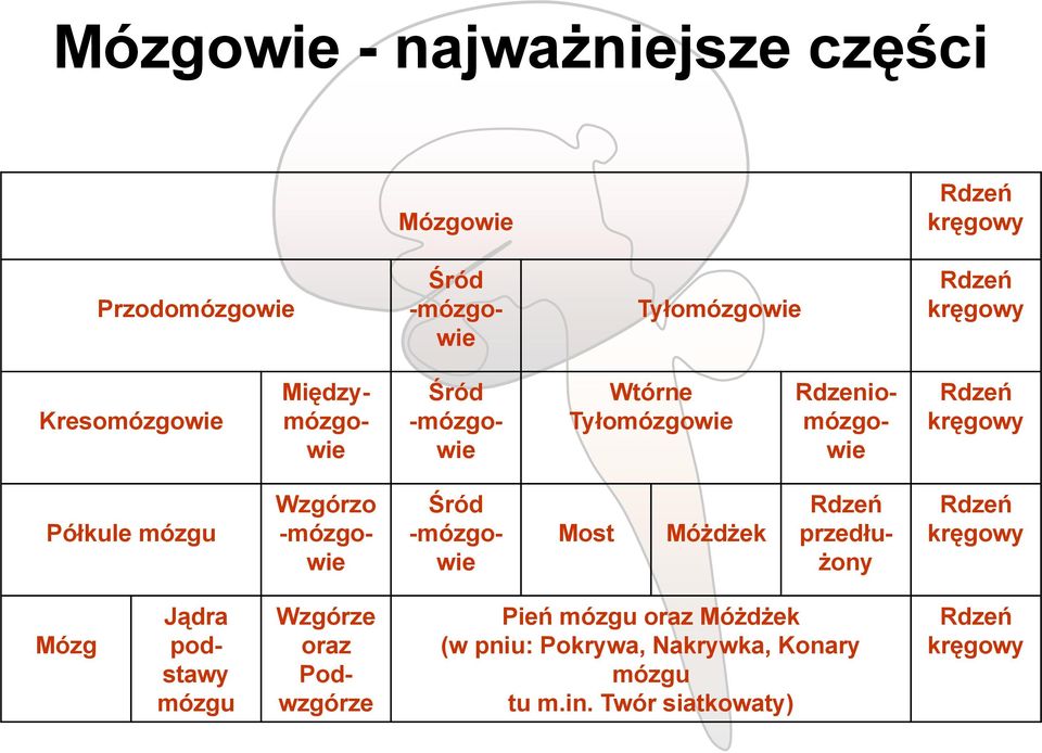 Wzgórzo -mózgowie Śród -mózgowie Most Móżdżek Rdzeń przedłużony Rdzeń kręgowy Mózg Jądra podstawy mózgu Wzgórze