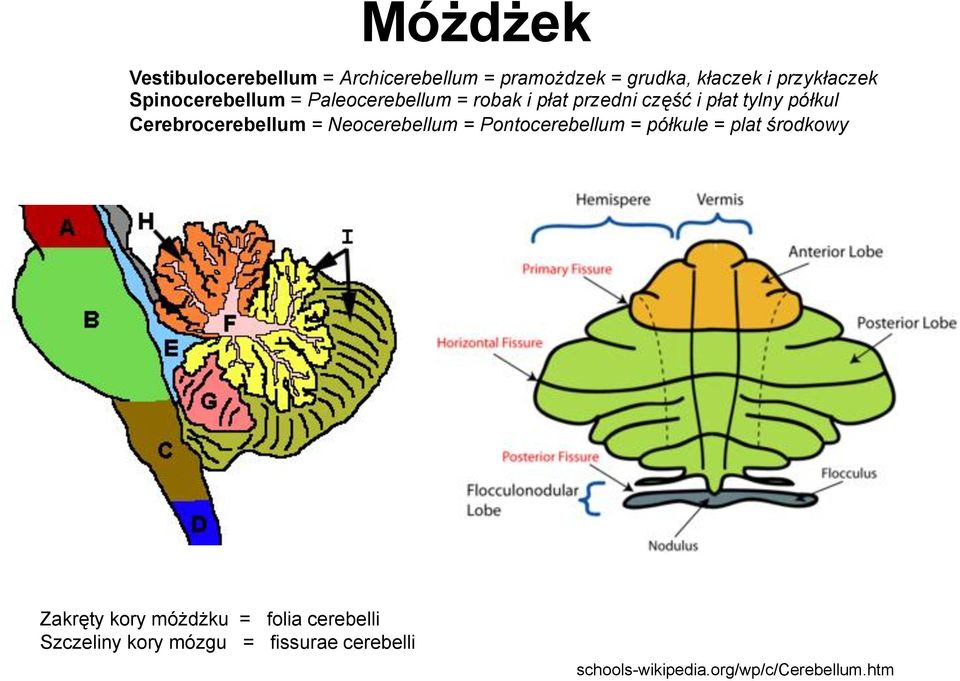 Cerebrocerebellum = Neocerebellum = Pontocerebellum = półkule = plat środkowy Zakręty kory