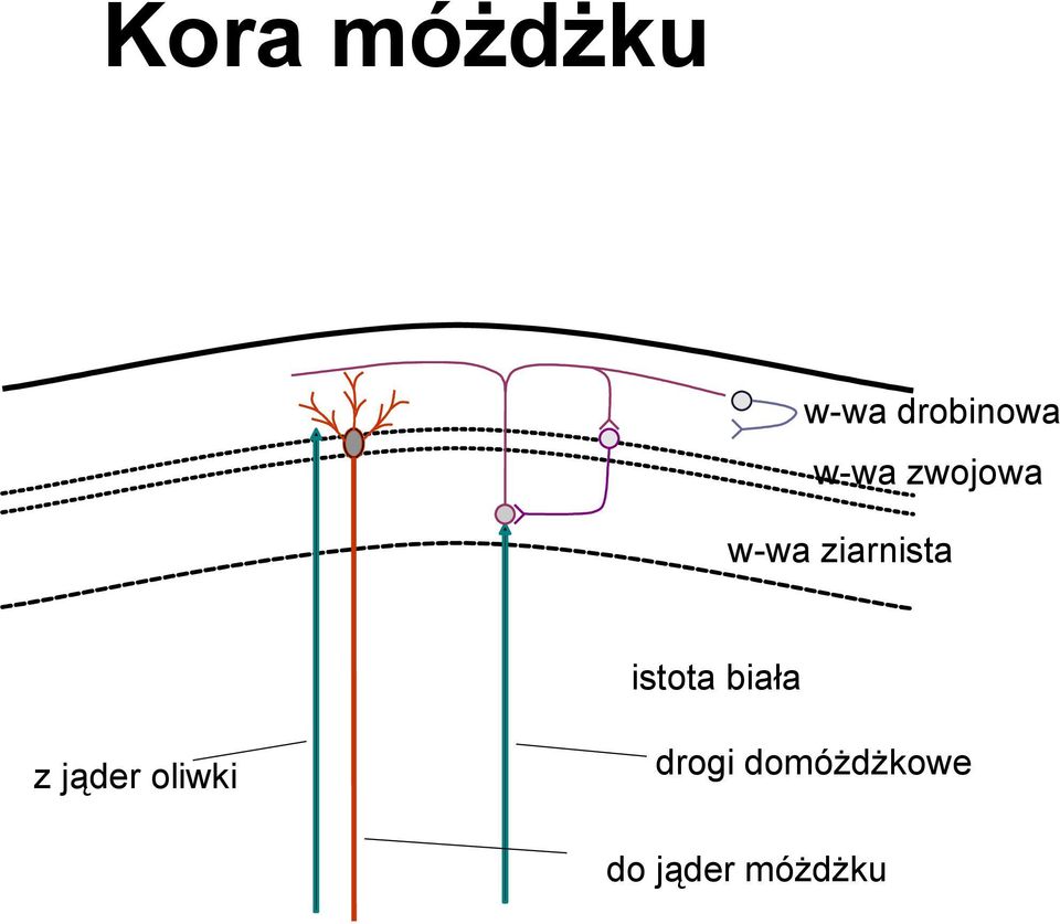 istota biała z jąder oliwki