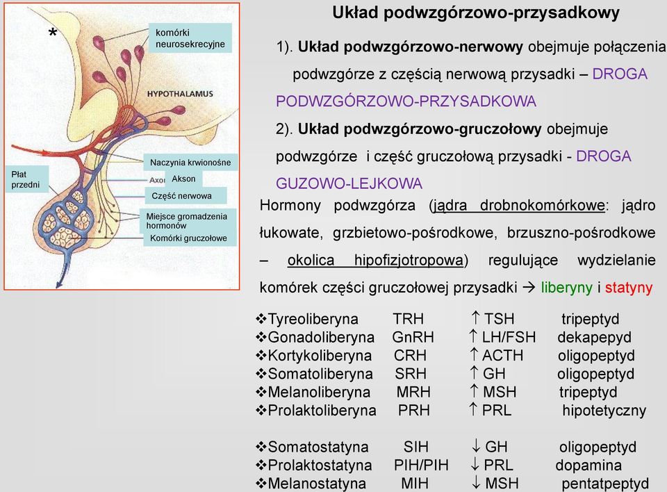 GUZOWO-LEJKOWA Hormony podwzgórza (jądra drobnokomórkowe: jądro łukowate, grzbietowo-pośrodkowe, brzuszno-pośrodkowe okolica hipofizjotropowa) regulujące wydzielanie komórek części gruczołowej