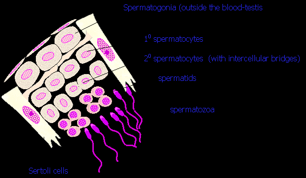 Miofibroblasty (komórki mioidalne, peritubularne) Wyspecjalizowane połączenia