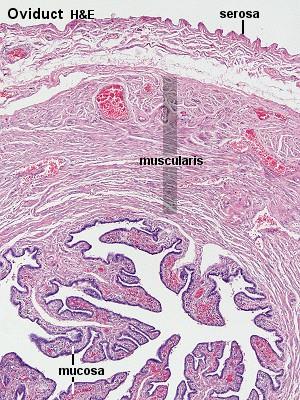 Jajowód Cześć maciczna (0,6mm) Cieśń (4 cm) Bańka (7 8 cm) Lejek ze strzępkami Błona surowicza Błona mięśniowa Błona śluzowa Funkcja