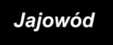 warstwa miocytów gładkich Błona surowicza listek otrzewnej pokryty mezotelium Funkcja transport