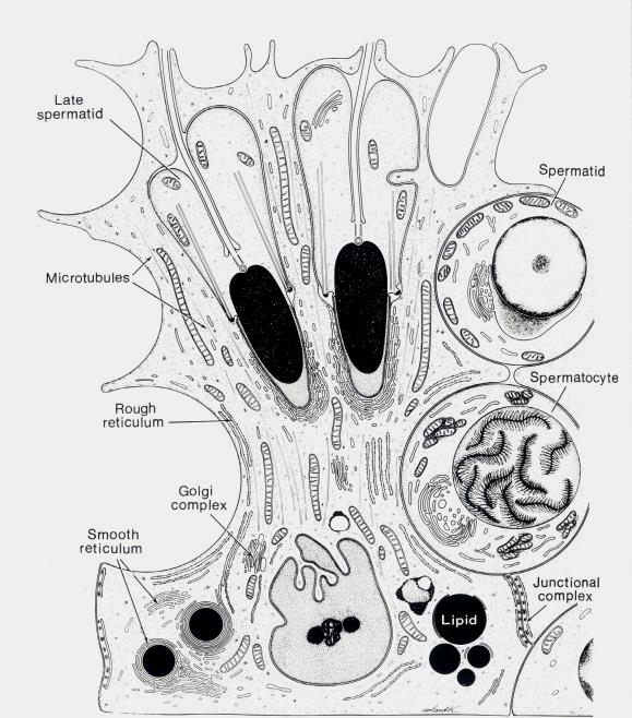 Sertoliego Spermatocyty Plemniki Jądra komórek Sertoliego Komórki mioidalne Naczynie krwionośne Komórki Leydiga Spermatogonia A d