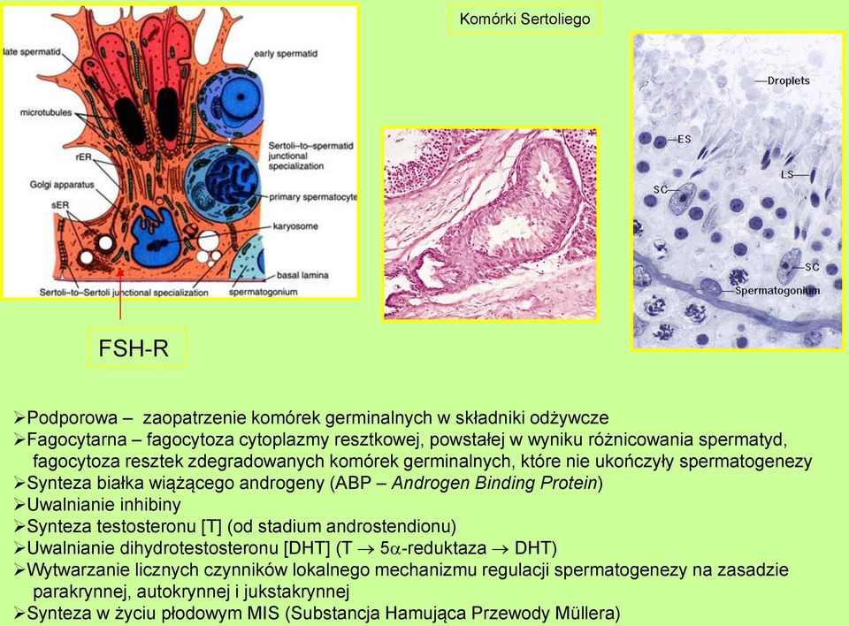 Binding Protein) Uwalnianie inhibiny Synteza testosteronu [T] (od stadium androstendionu) Uwalnianie dihydrotestosteronu [DHT] (T 5 -reduktaza DHT) Wytwarzanie