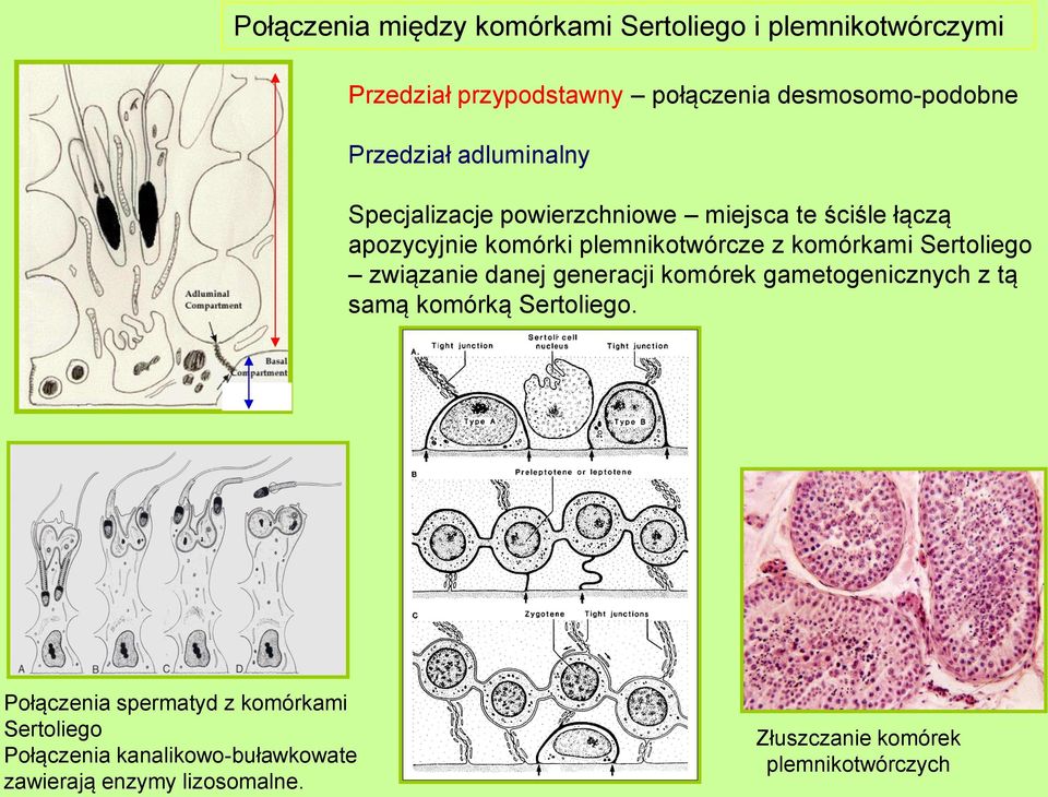 komórkami Sertoliego związanie danej generacji komórek gametogenicznych z tą samą komórką Sertoliego.