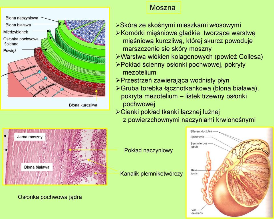 pochwowej, pokryty mezotelium Przestrzeń zawierająca wodnisty płyn Gruba torebka łącznotkankowa (błona biaława), pokryta mezotelium listek trzewny osłonki