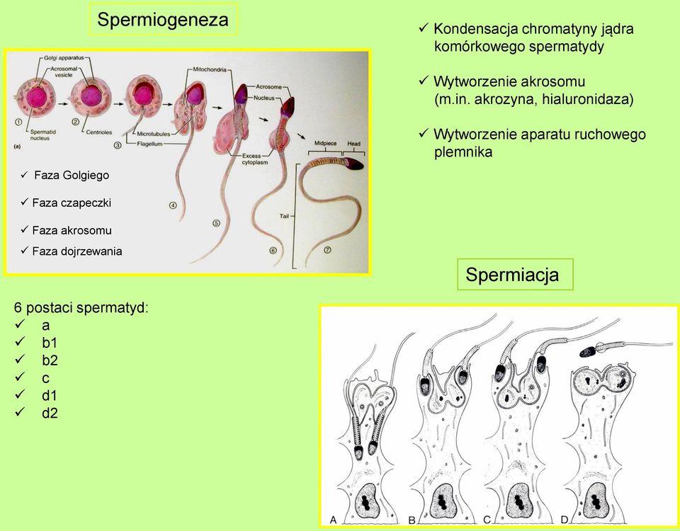 akrozyna, hialuronidaza) Wytworzenie aparatu ruchowego plemnika