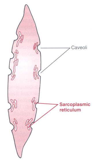 sarkomeru), w sarkoplazmie pola gęste (α aktynina). Wiązki filamentów aktynowych i miozynowych biegną w poprzek komórki (brak prążkowania).