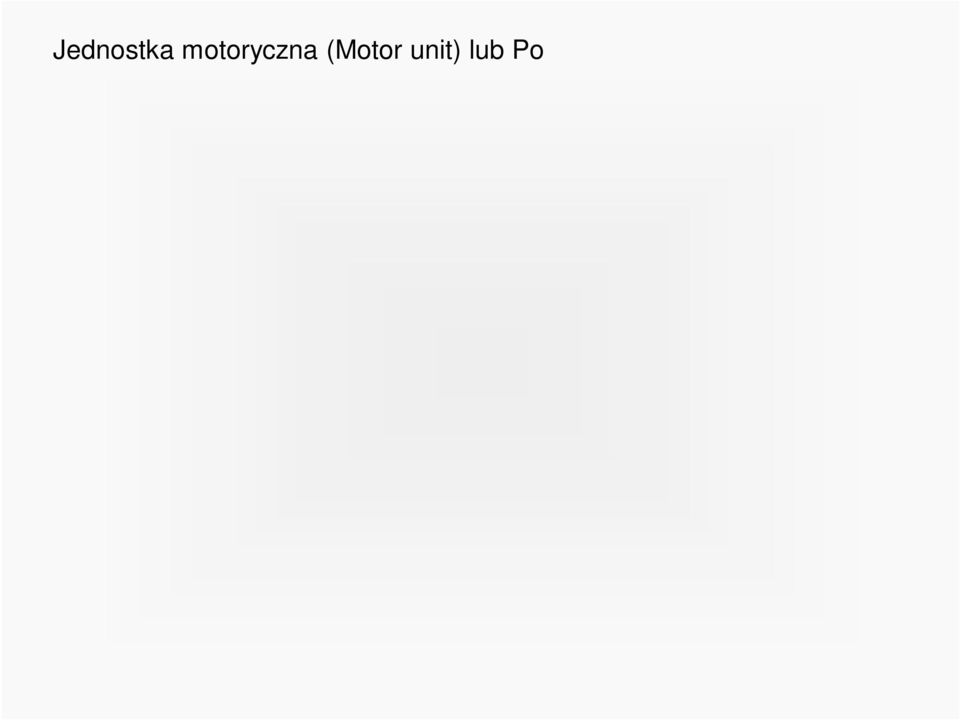 160 włókien mięśniowych Włókna mięśniowe Jądro włókna mięśniowego Płytka motoryczna