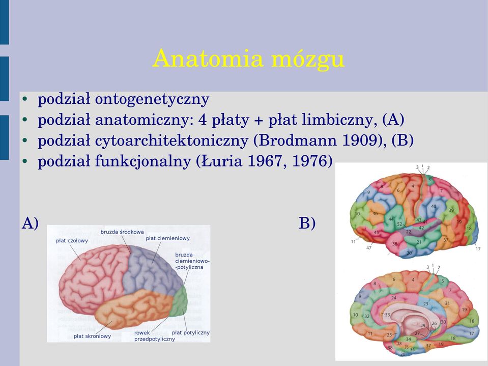podział cytoarchitektoniczny (Brodmann 1909),