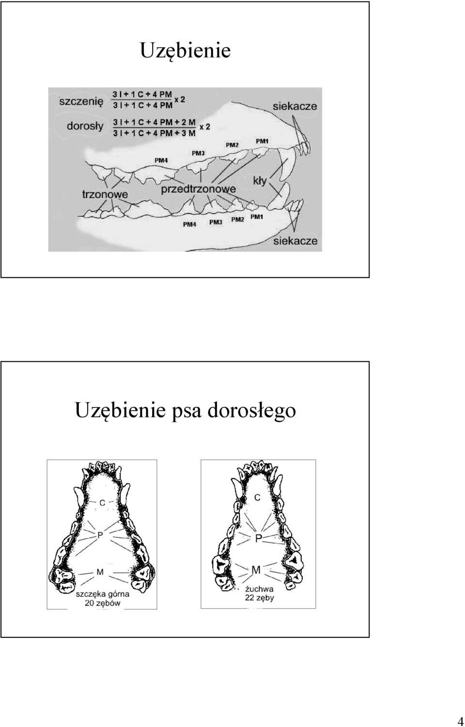 dorosłego