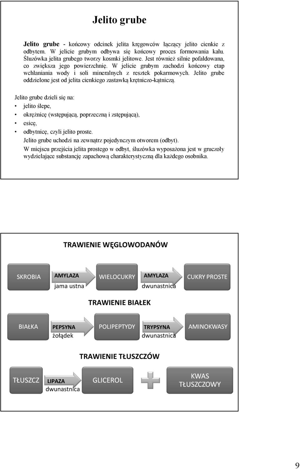 W jelicie grubym zachodzi końcowy etap wchłaniania wody i soli mineralnych z resztek pokarmowych. Jelito grube oddzielone jest od jelita cienkiego zastawką krętniczo-kątniczą.