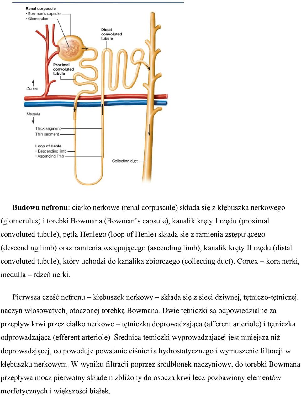 zbiorczego (collecting duct). Cortex kora nerki, medulla rdzeń nerki.