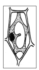 Zadanie 4. (1 pkt). Schemat budowy chloroplastu. Podaj nazwy struktur chloroplastu oznaczonych na schemacie jako A i B. A:... B:... Zadanie 5. (2 pkt).