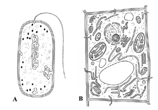 Zadanie 8. (1 pkt). Na rysunku przedstawiono budowę komórki zwierzęcej. Podaj numery oraz nazwy dwóch organelli komórki spośród 1 4, które są ograniczone dwiema błonami lipidowo białkowymi.